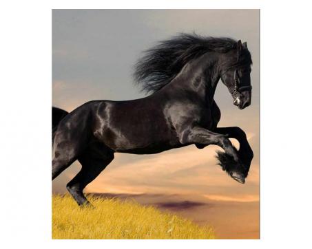Vlies Fototapete - schwarzes Pferd 225 x 250 cm 