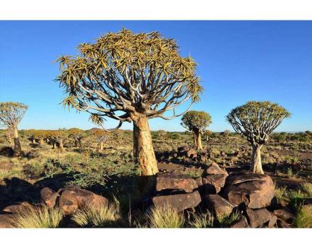 Vlies Fototapete - Namibia 375 x 250 cm 