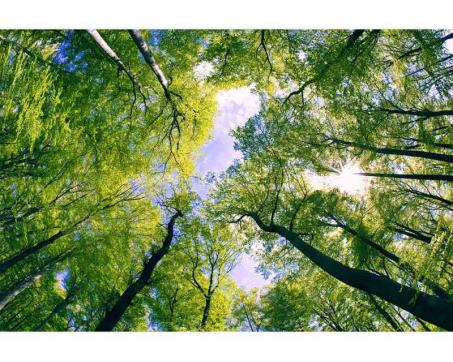 Vlies Fototapete - Bäume in den Wolken 375 x 250 cm 