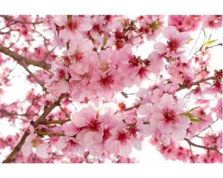 Vlies Fototapete - Apfelblüte 375 x 250 cm 