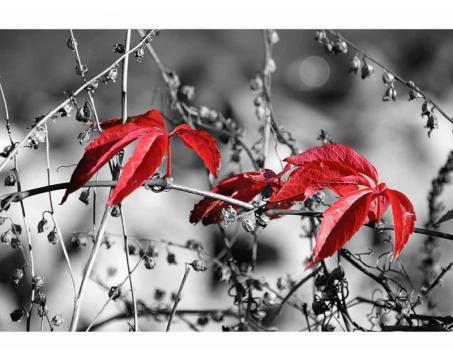 Vlies Fototapete - Rote Blätter im schwarzen Hintergund 375 x 250 cm 