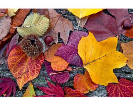 Vlies Fototapete - Herbstblätter 375 x 250 cm 