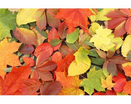 Vlies Fototapete - buntfarbige Blätter 375 x 250 cm 