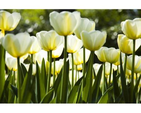 Vlies Fototapete - weiße Tulpen 375 x 250 cm 