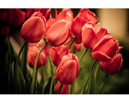 Vlies Fototapete - rote Tulpen 375 x 250 cm 