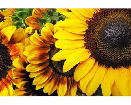 Vlies Fototapete - Sonnenblumen 375 x 250 cm 