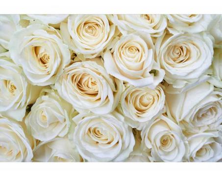 Vlies Fototapete - weiße Rosen 375 x 250 cm 