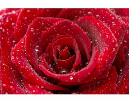Vlies Fototapete - rote Rose 375 x 250 cm 