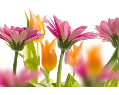 Vlies Fototapete - Frühlingsblumen 375 x 250 cm 