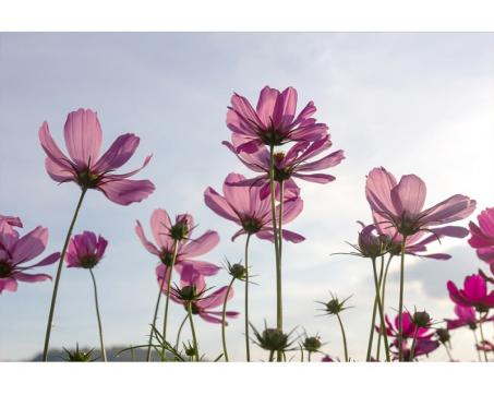 Vlies Fototapete - Blumen 375 x 250 cm 