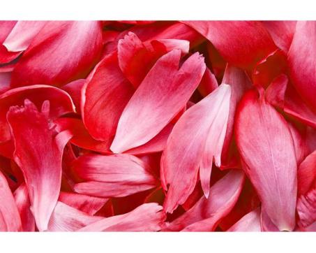 Vlies Fototapete - rote Blütenblätter 375 x 250 cm 