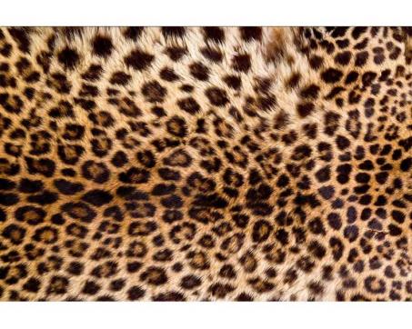 Vlies Fototapete - Leopardenhaut 375 x 250 cm 