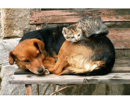 Vlies Fototapete - Katze und Hund 375 x 250 cm 
