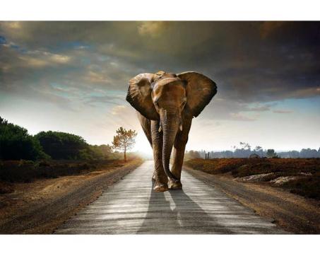 Vlies Fototapete - gehender Elefant 375 x 250 cm 