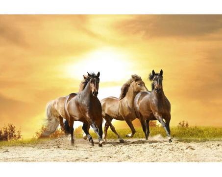 Vlies Fototapete - Pferde im Sonnenuntergang 375 x 250 cm 