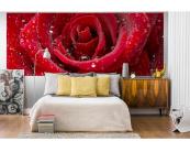 Fototapete Blumen Vlies Fototapete - rote Rose 375 x 150 cm 