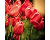 Bodenaufkleber Bodenaufkleber - Rote Tulpen 170 x 170 cm