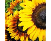 Bodenaufkleber - Sonnenblumen 170 x 170 cm