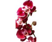 Fotoboden 85 x 170 cm Bodenaufkleber - Orchidee 85 x 170 cm
