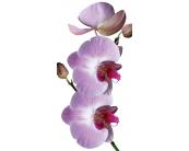 Fotoboden 85 x 170 cm Bodenaufkleber - Lila Orchidee 85 x 170 cm