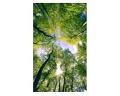 Fototapete Natur / Landschaft Vlies Fototapete - Bäume in den Wolken 150 x 250 cm 