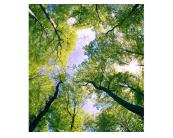 Fototapete Natur / Landschaft Vlies Fototapete - Bäume in den Wolken 225 x 250 cm 
