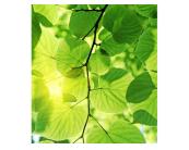 Vlies Fototapete - Grüne Blätter 225 x 250 cm 