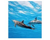 Fototapete Tiere Vlies Fototapete - Delfine 225 x 250 cm 