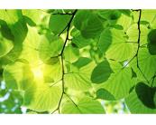 Vlies Fototapete - Grüne Blätter 375 x 250 cm 