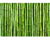Fototapete Natur / Landschaft Vlies Fototapete - Bambus 375 x 250 cm 