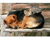 Fototapete Tiere Vlies Fototapete - Katze und Hund 375 x 250 cm 