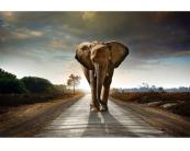 Vlies Fototapete - gehender Elefant 375 x 250 cm 
