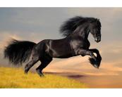 Vlies Fototapete - schwarzes Pferd 375 x 250 cm 