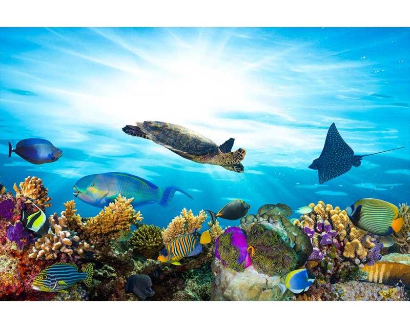 3252V VLIES Fototapete-TROPISCHE-FISCHE- -Tiere Haie Unterwasserwelt Meer Ozean